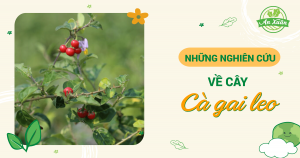 Những nghiên cứu về cây cà gai leo