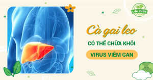 Cà gai leo có thể chữa khỏi virus viêm gan