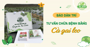 Báo dân trí tư vấn chữa bệnh bằng cây cà gai leo