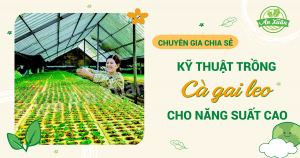 Chuyên gia chia sẻ kỹ thuật trồng cà gai leo cho năng suất cao