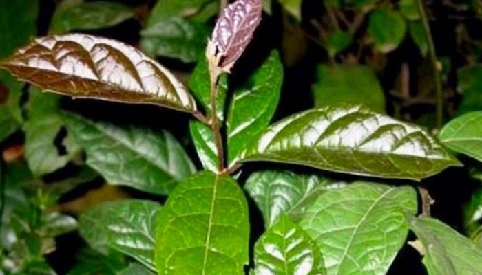 cà gai leo kết hợp cùng cây xạ đen