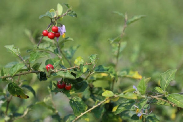 Tác dụng đối với các enzym sinh học