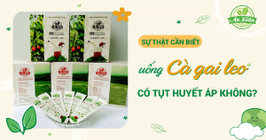 ống cà gai leo có bị tụt huyết áp không?