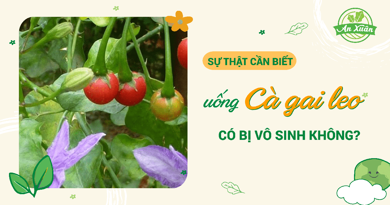 uống cà gai leo có bị vô sinh không