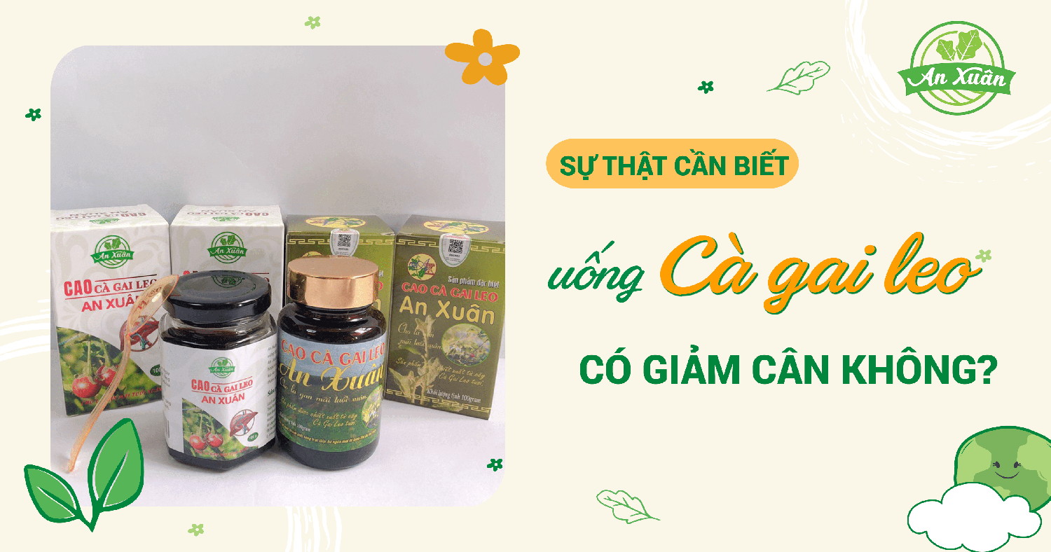 Uống cà gai leo có giảm cân không