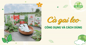 Cây cà gai leo và tác dụng thật sự mà chúng mang lại là gì?