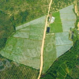 Đặc điểm nhận dạng cây cà gai leo