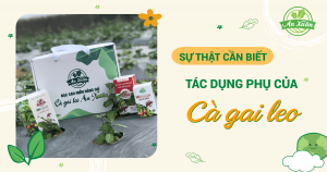 Bật mí về tác dụng phụ của cà gai leo bạn nên biết