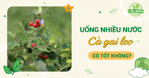 Uống nhiều nước cà gai leo có tốt không?