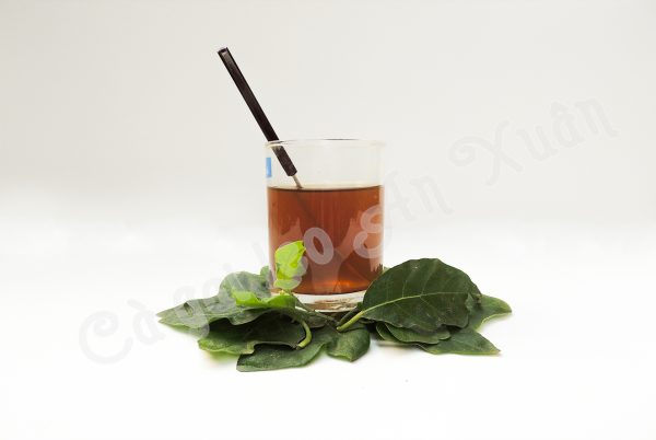 uống cà gai leo