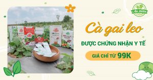 Địa chỉ mua cà gai leo chất lượng tại TP.HCM | An Xuân